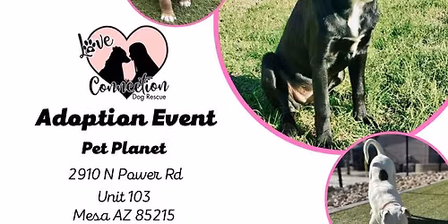 Pet Planet Adoption Event