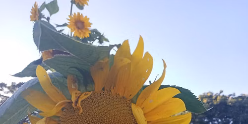 Vendor at Sunflower Hill - Saturday \ud83c\udf3b