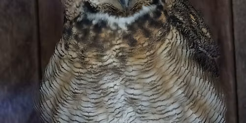 Wings of Wonder: WV Birds of Prey @ Lubeck Elementary School
