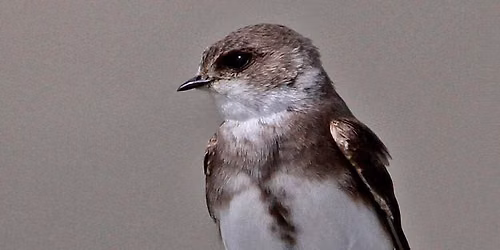 Bird ID Walk at Attenborough Nature Reserve