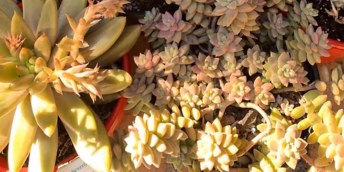 Succulent Sale @Morayfield Shopping Centre