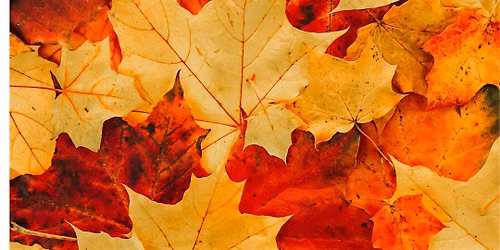 The Hidden Colors of Fall