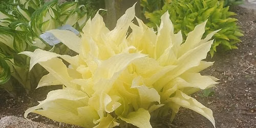 Hosta Night!