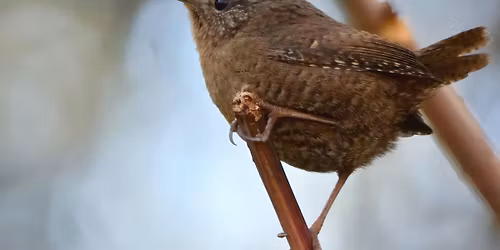 Wednesday Birders at Kathryn Albertson Park