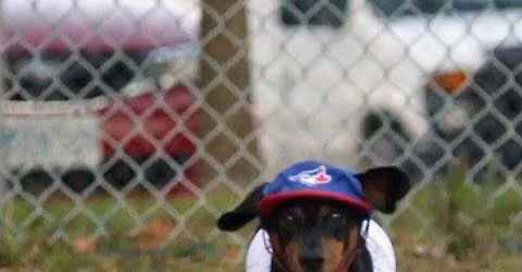 Bark In The Park - Mighty Mussels - Christmas in July