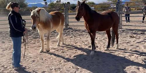 The STABLE Series: Equine Therapy Exercises & Arena EMDR