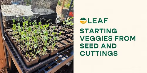 Starting Veggies from Seed and Cuttings