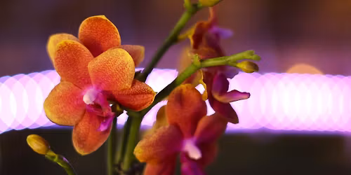 Orchids After Dark at the Botanical Gardens