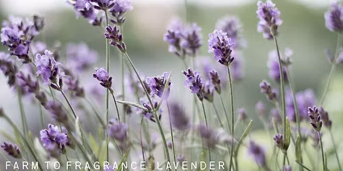 Farm to Fragrance: Lavender Workshop