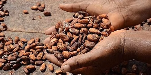 Le donne del cacao.  Storie dal continente africano