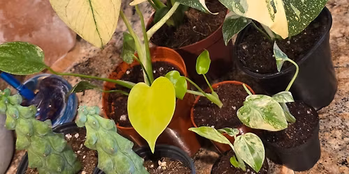 Glimmer Garden at the Fox Valley Plant Fair
