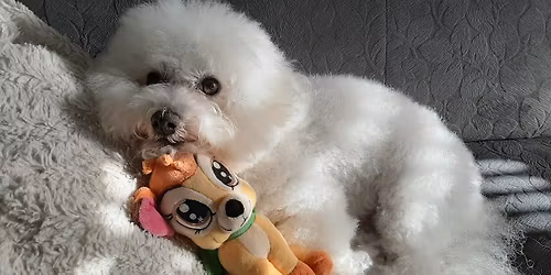 \u2728\ufe0fJubileumwandeling \u2728\ufe0f \ud83d\udc36\ud83d\udc15\u200d\ud83e\uddba