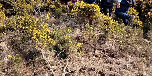 Reptile Survey and Heathland Species Guided Walk