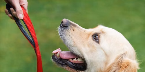 Tuesday Morning Dog Training Classes Booking Now