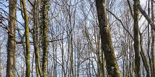 Distribution d\u2019arbres : animations autour des arbres de chez nous