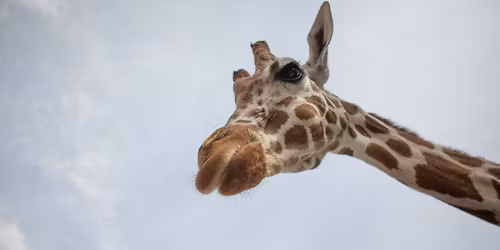 SFZA Conservation Series: Wild About Wildlife Month