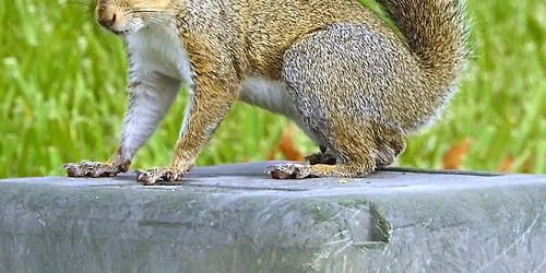 The Life of Squirrels