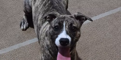 Advanced Class (Puppy 3 or Dog 3) April to May 2026