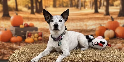 Halloween \ud83c\udf83 \ud83d\udc7b