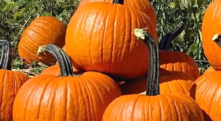 Halloween at Herbie\u2019s