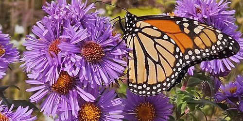 Naturally Speaking: The Monarch's Epic Journey