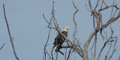 Birding 102: Battlefield Birding
