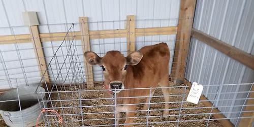 Saturday at the CPA and Holiday Auction