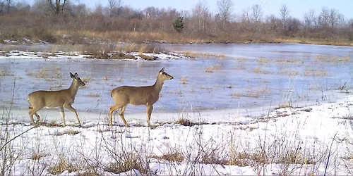 Raising a Wild Child: Deer