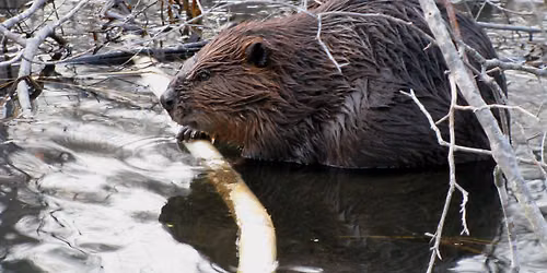 Beavers in the Berkshires