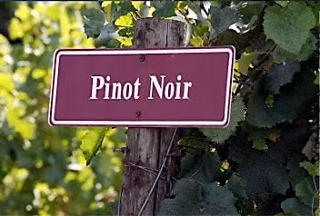 The Many Shades of Pinot Noir