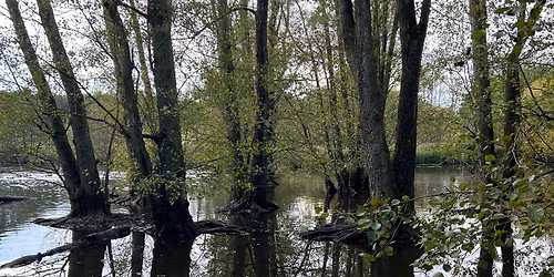 Kalven Nykobbel i roligt tempo - 5,2 km