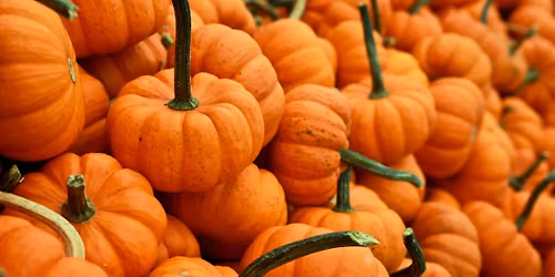 Festiwal dyni w Le\u015bnej Bazie