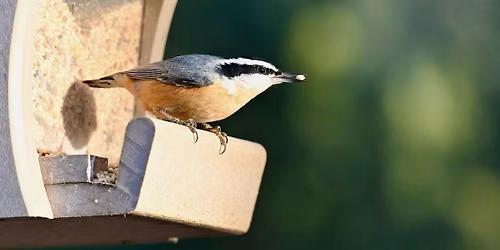 Guided Birdwatching for People with Mobility Challenges