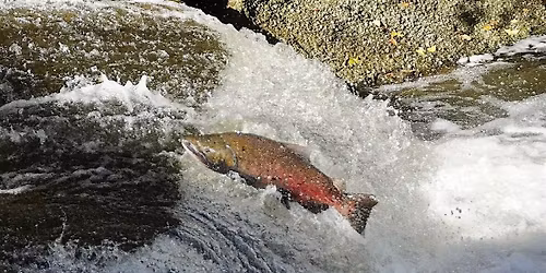 Salmon Watch on Los Gatos Creek  - Two Dates - Three Time Slots