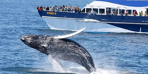 Whale Watching and Dinner in Newport