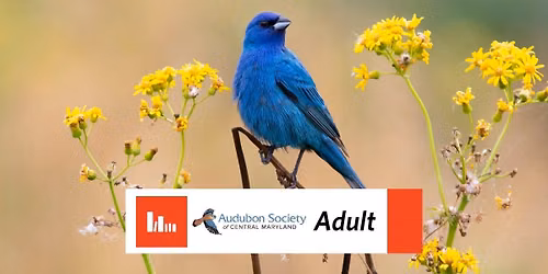 Wild Neighbors: Birding in Frederick
