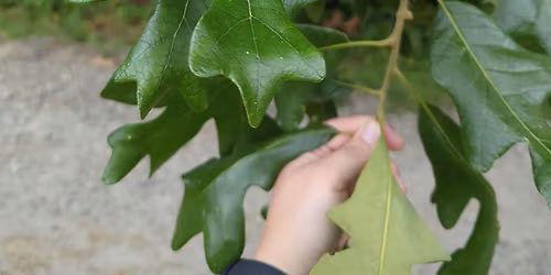Summer Tree ID