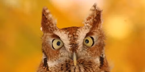 Golden Owl Meet and Greet\ud83d\udc9b\ud83e\udd89