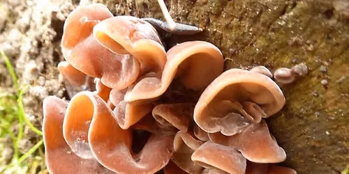 Fungi 101 Talk and Walk at Fern Hollow Nature Center