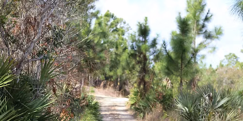 Guided Walk: CREW Flint Pen Strand Trails (Yellow North Trail)