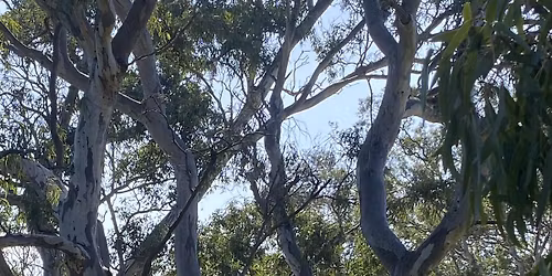  FoMC: Friends of Malcolm Creek & Grasslands - Litter Cleanup