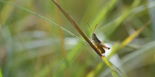 Balade naturaliste : F\u00eate de la musique\u2026 animale