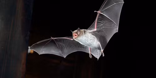 Fladdermussafari vid Nykvarns fiskoml\u00f6p