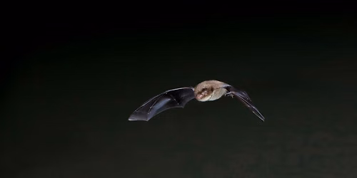 Bat Walk at The Wolseley Centre