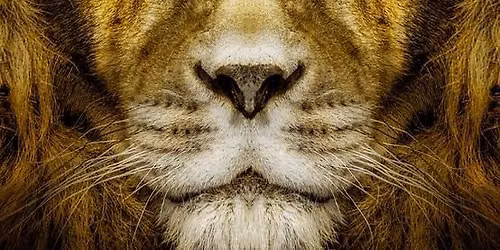 LION'S GATE PORTAL ACTIVATION EXPERIENCE