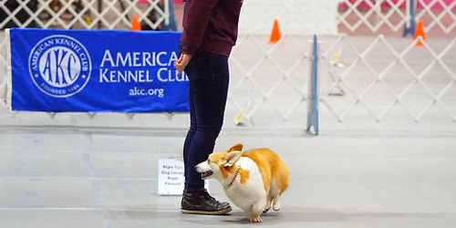 Rally Obedience Group Class \/ 400L