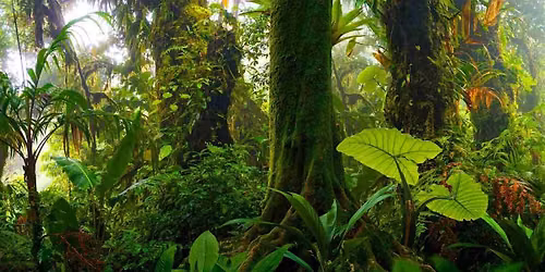 Meditation in the Rainforest