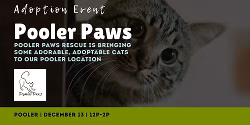 Kitten Cuddles: Pooler Paws Cat & Kitten Adoption Day