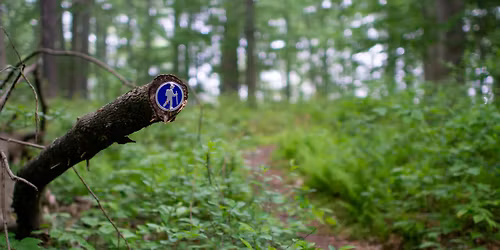 2nd Saturday Strolls at Croydon Woods