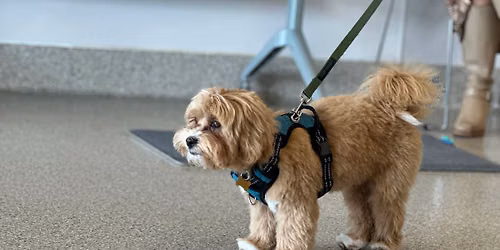 Dog Training - Basic Manners: Small Dogs Only (Hazel Dell)